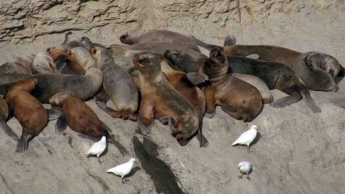 Colonia de lobos marinos en Punta Pirámides